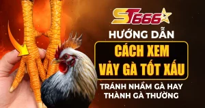 cách xem vảy gà tốt xấu