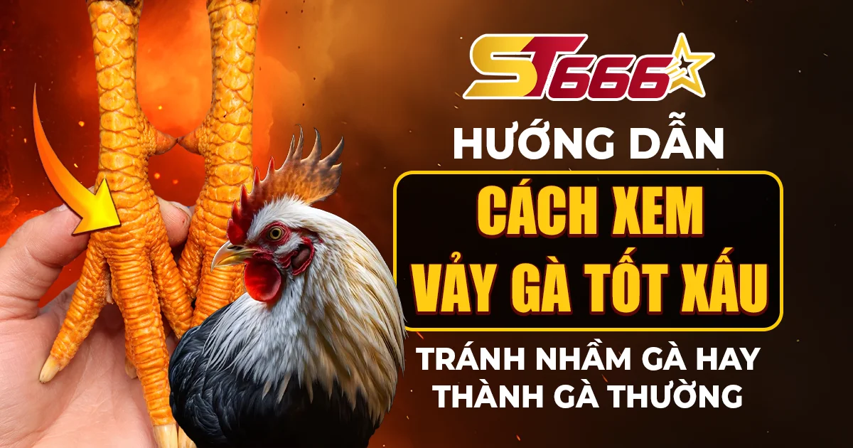 cách xem vảy gà tốt xấu